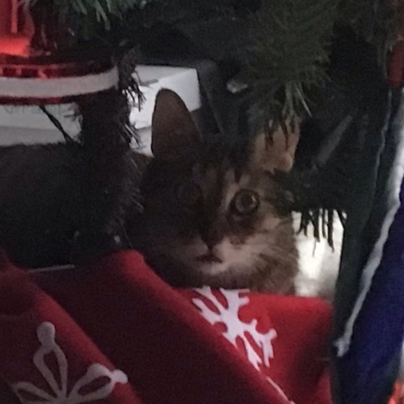 Meet your Posher, Ginny - Picture 1 of 1